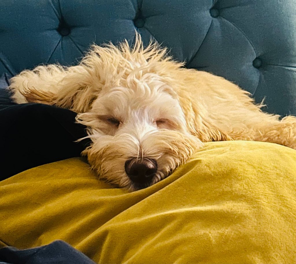 A white fluffy dog laying on a yellow cushion, looking very happy and sleepy